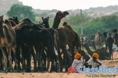 Gujarat Tour Packages: Exploring the Charms of the Western Gem