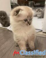 Healthy Munchkin Kitten for Sale Offer