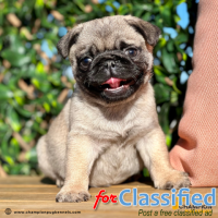 Pocket-Sized Perfection: Miniature Pugs Available Now in Florida!