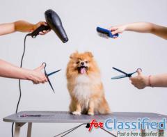 Expert Dog Groomer Sydney: Noah’s Ark Pets