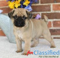 Connect with Premier Pug Breeders in Your Area!