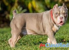 American Pocket Bully Puppies for Sale