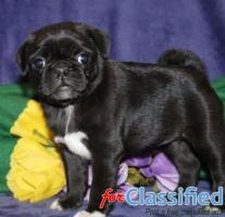 Find Your Furry Friend: Budget-Friendly Pug Puppies in California!