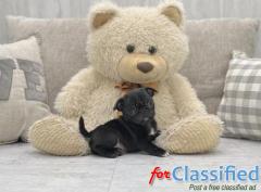Mini Pugs Galore: Find Your Furry Friend in Florida