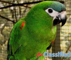 Hahns macaw for sale