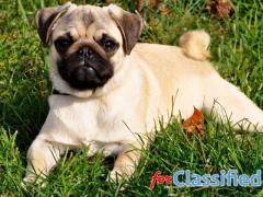 Your Path to Pug Perfection Starts Here: Meet Our Champions!