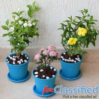 indoor plants online