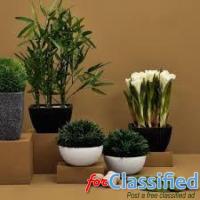 buy house plants online