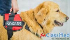 How to train your golden retriever to be a service dog