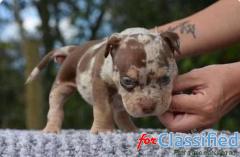 American Bully Puppies - Top Bloodlines