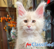 Maine Coon Kittens for Sale – Gentle Giants