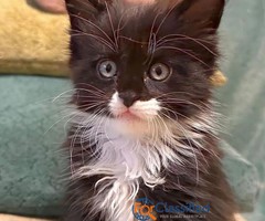 Purebred Maine Coon Kittens for Sale – Affordable & Healthy