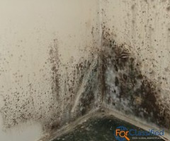 Moss Removal Roof Mosselbay