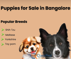 Shih Tzu Puppies for Sale in Bangalore – Healthy, Home-Raised Companions from Aubree.co.in