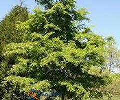 Tree Planting | Trees for Sale | Buy Direct from Farm with Delivery.