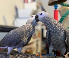 Healthy & Well-Socialized African Grey Parrots for Sale